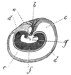 File:Delle funzioni riproduttive18.png