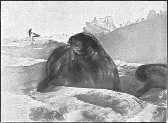 Fil:Amundsen,Roald-Sydpolen I-1912-p354.jpg