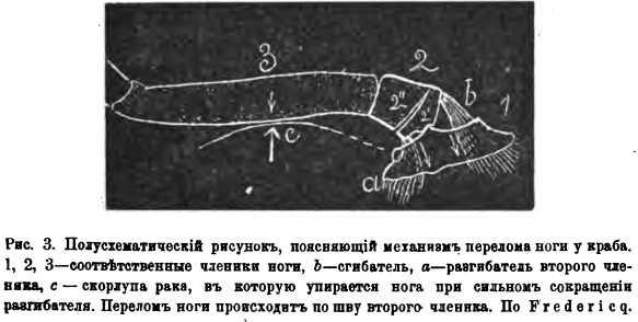 Файл:Fausek w a text 1898 avtotomiya oldorfo text 1898 avtotomiya oldorfo-3.jpg