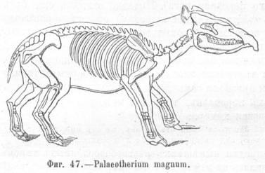 Файл:Hatchinson g n text 1890 autobiography of the earth-oldorfo h47.jpg