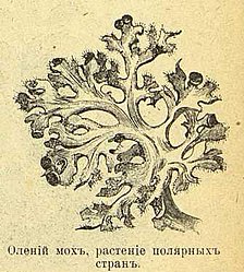 Pimenowa emilija kirillowna text 1901 v strane vechnyh ldov-oldorfo text 1901 v strane vechnyh ldov-oldorfo-7.jpg