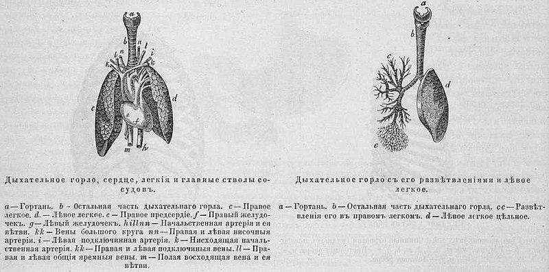 Файл:Zuew n i text 1874 fiz ocherki oldorfo text 1874 fiz ocherki oldorfo-3.jpg