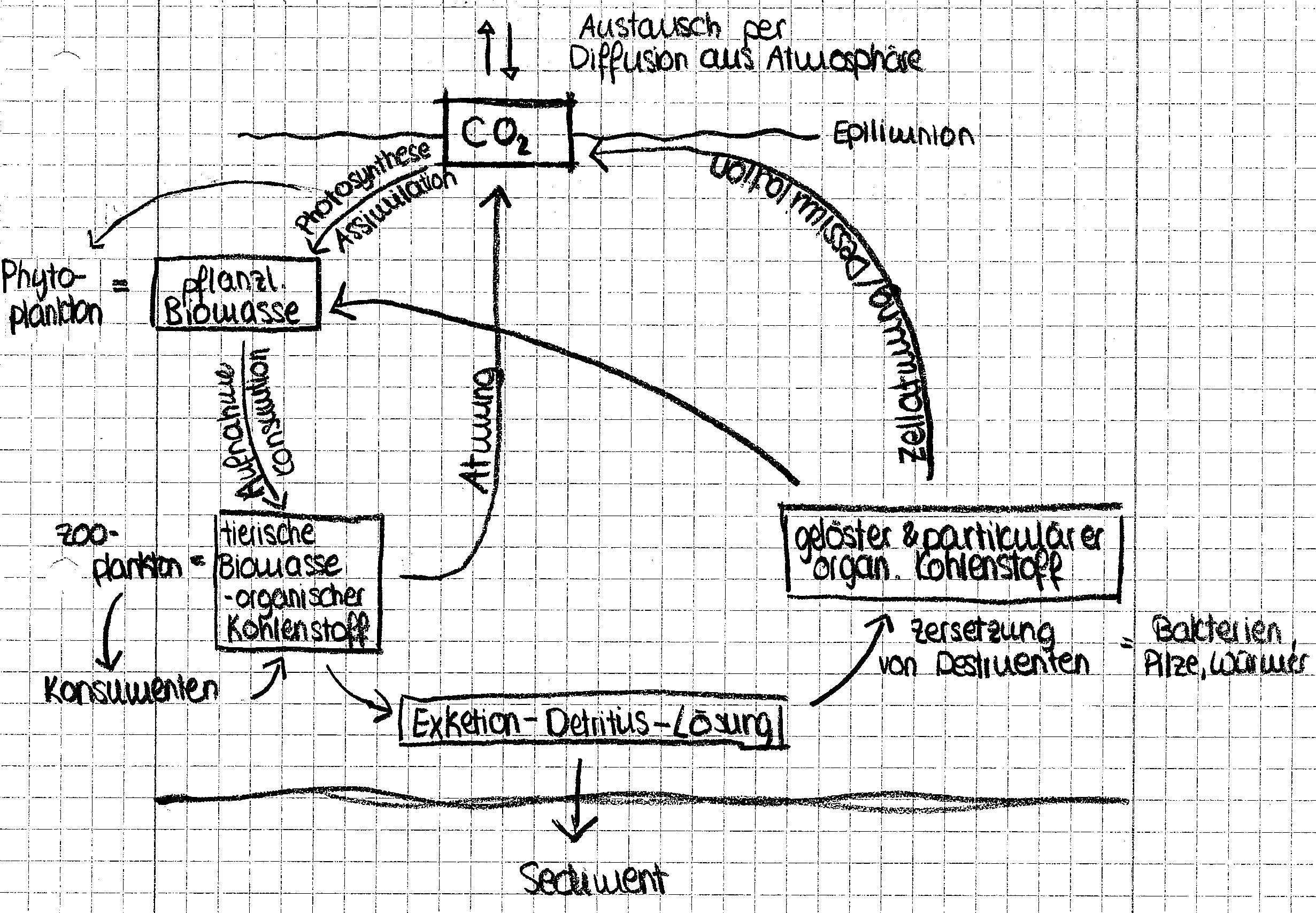 Datei Quiz Vorlage Kohlenstoffkreislauf Png Wikiversity