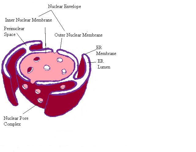Nuclear Envelope Picture.jpg