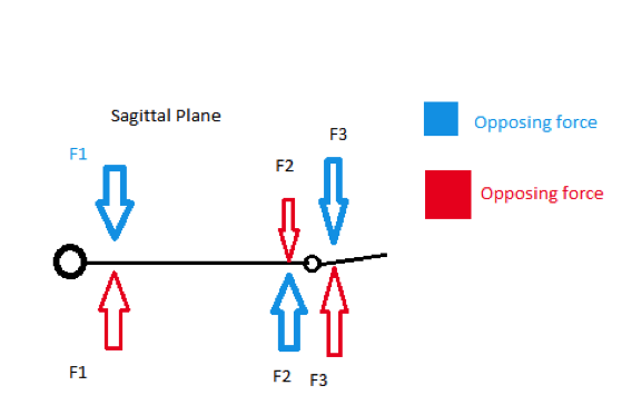 File:Force Diagram-Sagittal Plane.png