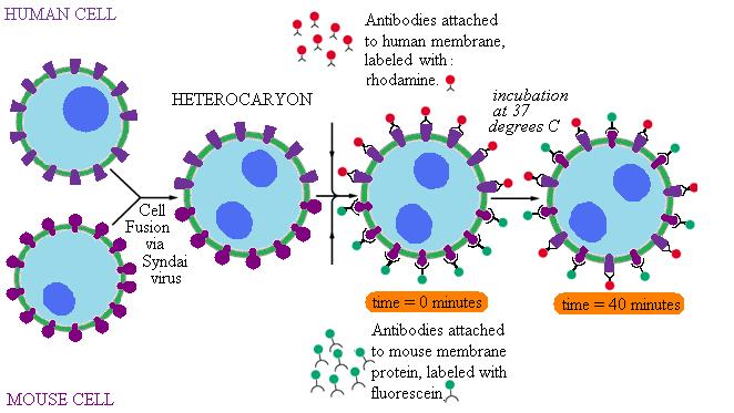 File:Syndai virus cell fusion.jpg