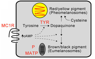 File:Barsh Figure 1a.png