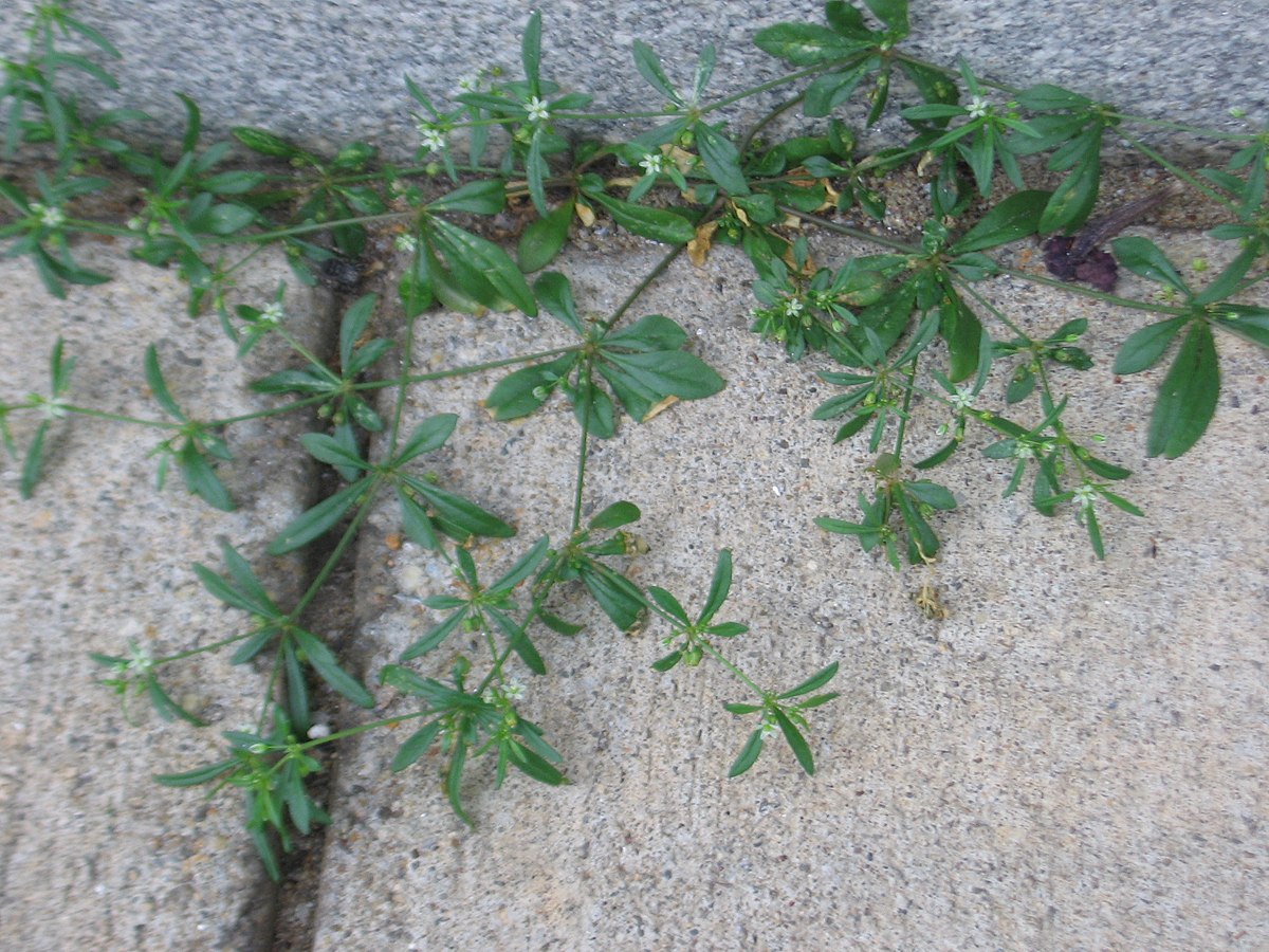 Plant like. Catch Weed bedstraw. Bedstraw meaning.