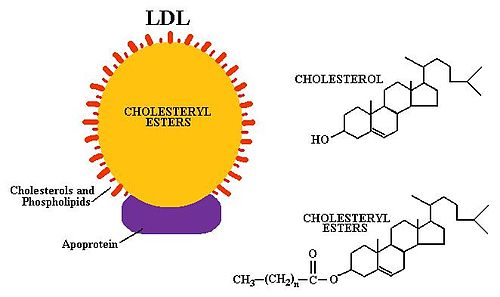 LDL molecule.jpg