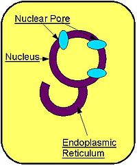 Nuclear Pore, Nucleus and ER diagram.jpg