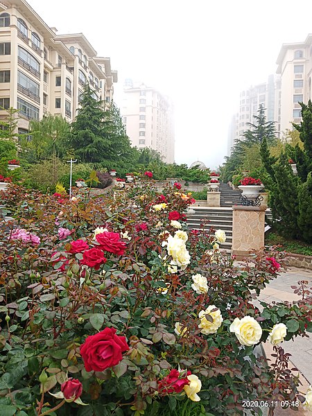 File:2020 Flowering Monaco-style Garden in Xiao Ping Island.jpeg