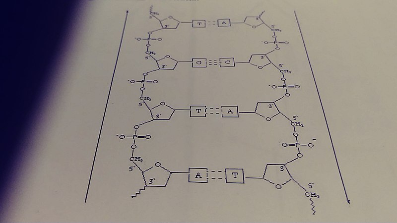 File:DNA Replication Notes DNA Diagram.jpg