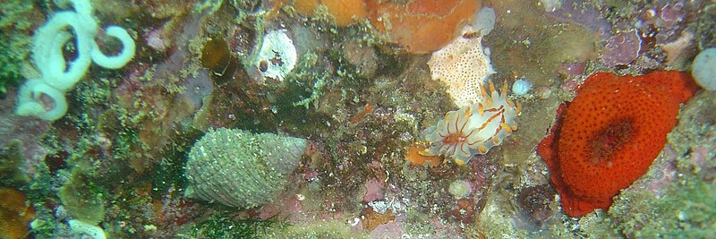 File:Diving the Cape Peninsula and False Bay Percy's Hole Fiery nudibranch.JPG