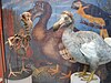 The Oxford Dodo — not as lively as the swifts