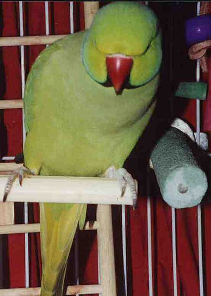 فائل:Sindh parrot.jpg