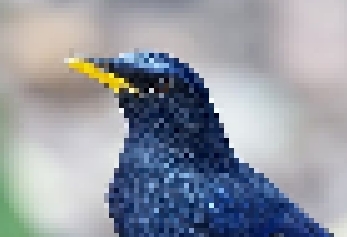 படிமம்:blue thrush2 pixellated cropped.jpg