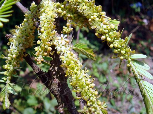 படிமம்:Amla.jpg