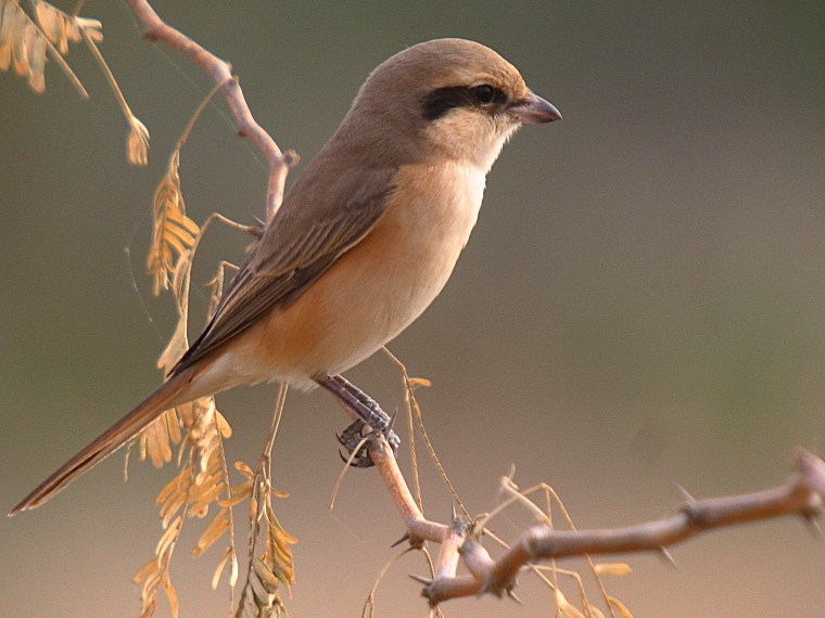 படிமம்:Bshrike.jpg