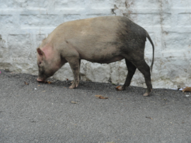 దస్త్రం:paMdi, pig.jpg