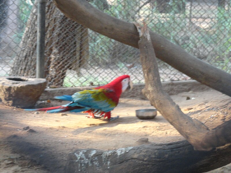 దస్త్రం:parrot red3.JPG
