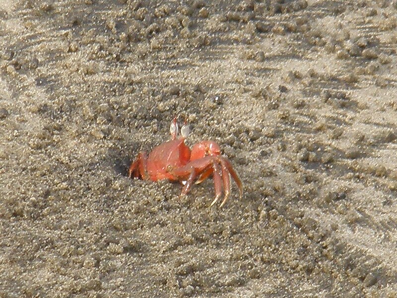 దస్త్రం:pita, crab.JPG